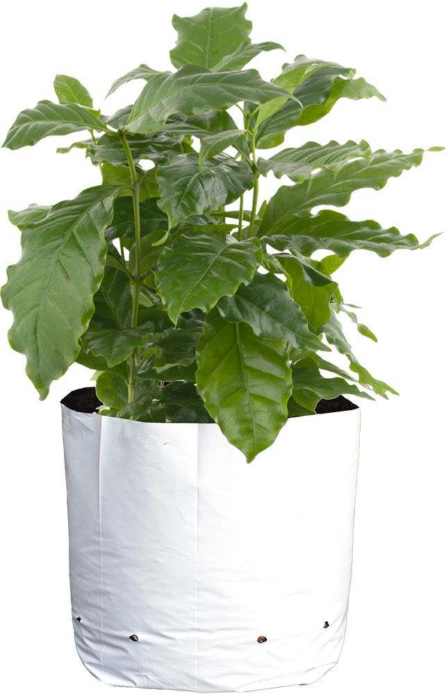 Sungrower Black - Black and White Grow Bags